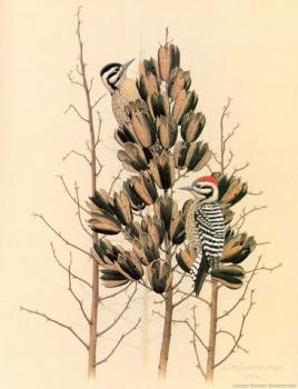 William Zimmerman : Ladder-backed Woodpecker